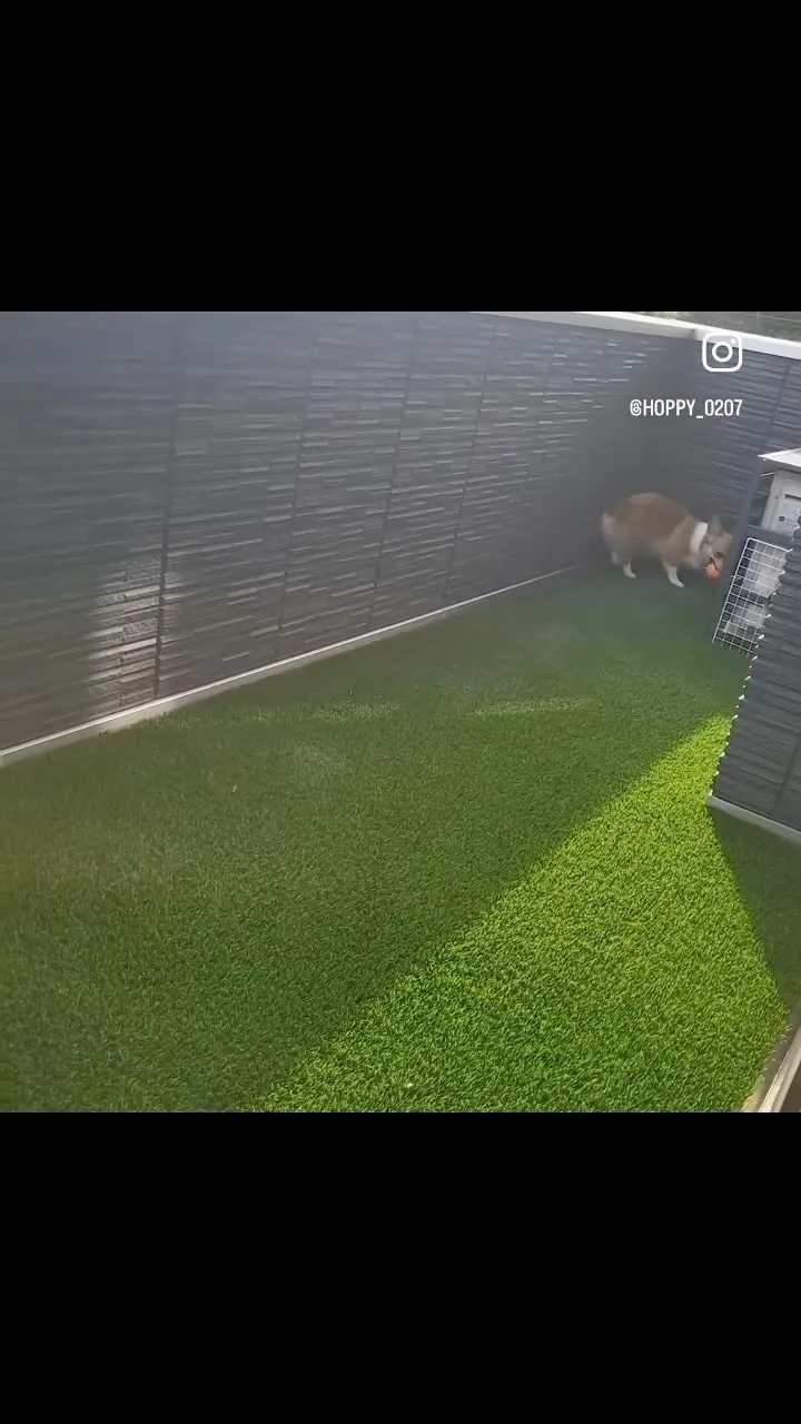 🇬🇧女王陛下がこよなく愛したウェルシュコーギーのホッピーくん